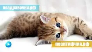 Мяукание котёночка
