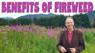 9 Amazing benefits of FIREWEED TEA aka Rosebay willowherb & Ivan chai