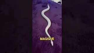 Ne Faites JAMAIS Ça À Un Serpent 😨