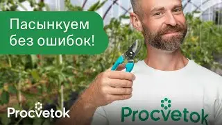 КАК ОБРЕЗАТЬ ПАСЫНКИ? Томаты формируем в 2-3 стебля, а огурцам оставляем усы!