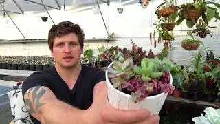Где взять лучшие растения для коллекции?