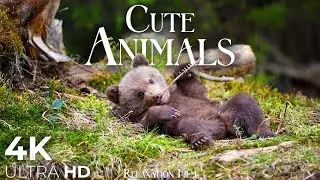 Cute Baby Animals 🐻 4K - Relaxation Film with Peaceful Relaxing Music and Animals Video Ultra HD