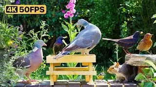 Cat TV for Cats to Watch 😸 Birds & squirrels picnic on the wall 🕊 Bird Videos for Cats (4K)