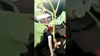 Виноград. Жемчужные железы на побегах.