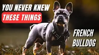 18 Unknown Facts About French Bulldogs