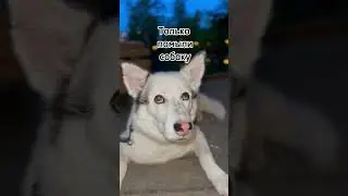 ЖИЗА🔥 Как зовут вашего питомца?) #cutedogs #shorts #shortsvideo #домашниеживотные #смешныесобаки