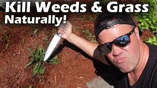 Natural Way To Kill Grass and Weeds (Effective - Cheap - Non Toxic)