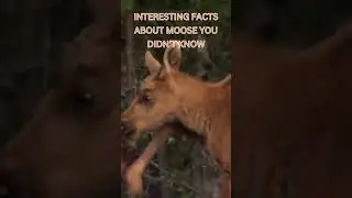 Interesting Facts About Moose You Didn't Know #wildlife #documentarychannel