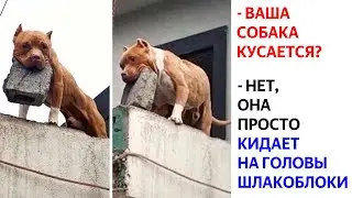 ЛЮТЫЕ МЕМЫ и ПРИКОЛЫ. А ВАША СОБАКА КУСАЕТСЯ?