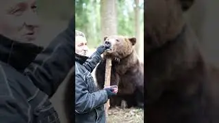 Tom the bear russia