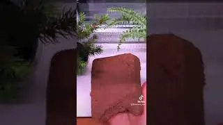 Проращиваем семена подсолнечника🌻