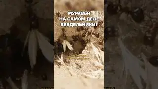 Муравьи на самом деле лентяи?