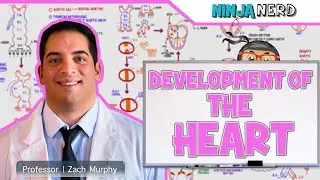 Embryology | Development of the Heart ❤️