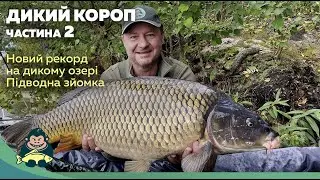 Скільки там риби - 2 !  Покльовка дикого коропа під водою.