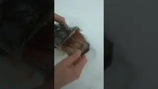 Вот так щука. Вот так крокодил