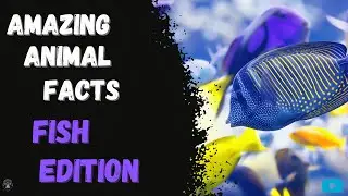 Amazing Animal Facts - Fish Edition