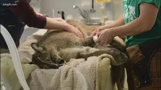 Starving cougar finds her way to Olympic Peninsula animal rehab just in time to be saved