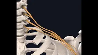 Lockdown Anatomy with Prof Alice Roberts #8: Nerves of the Upper Limb