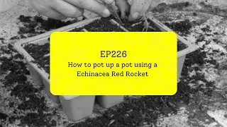 EP226 - How to plant an Echinacea and Heuchera container.  #5minutefriday