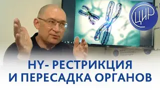 HLA система и HY рестрикция. Рассказывает Гузов И.И.