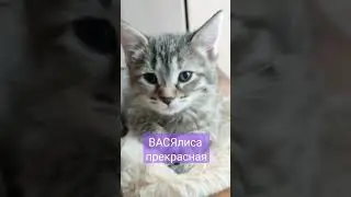 Котёнок ВАСЯлиса прекрасная