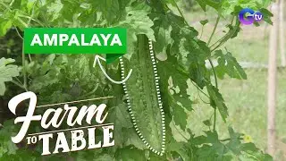 Chef JR Royol learns how to harvest Ampalaya! | Farm To Table