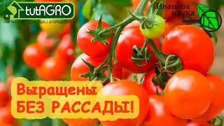 ТОМАТЫ БЕЗ ПИКИРОВКИ и ДАЖЕ БЕЗ РАССАДЫ. Это реально? КАК??? Вот так - если нет времени!