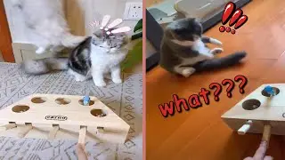 Confused Cats Trying To Play Whack-A-Mole Game