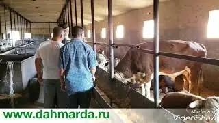 Откорм КРС в Карабулаке, Шымкент, Казахстан