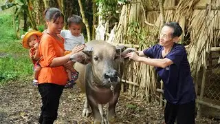 single mom, harvesting dragon fruit to sell at market - cook chicken porridge/ Buying buffalo