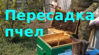 Пересадка пчел