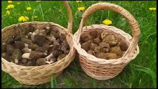 ❓ Где растут Сморчки, когда искать и как найти гриб Сморчок?