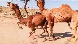 two Camels Jumps ||§Camel by Thar