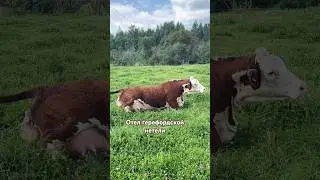 Герефорд родился! #герефорд #корова #отел #роды #теленок #baby #легко #ферма #farming #cow #animals