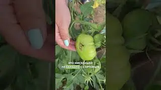 КОШАЧЬЯ МОРДА У ТОМАТОВ - НАДО ЛИ БОЯТЬСЯ? Трещины на томатах.
