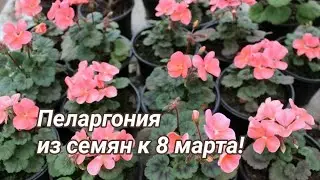 Выращивание зональной пеларгонии из семян к 8 марта. Часть 1.