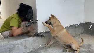 How do bloodhounds react to their owners wearing gorilla masks?Interesting dog