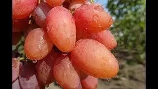 Виноград Катруся Каховская - 2018 .( Третий год испытаний)