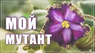 Фиалка ХИМЕРА. Афродита мутировала. Химеризм у сенполий
