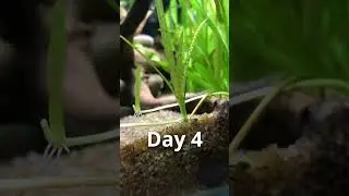 Shocking Vallisneria growth time-lapse 😲🌿