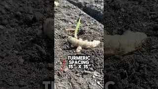 Planting Turmeric and Ginger  #roomtogrow #growgreen #garden #livegreenandloveyourgreens