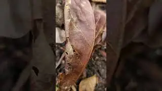 FL Blue Centipede