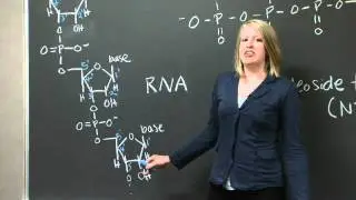 Explanation of 5 and 3, C terminus, and N terminus | MIT 7.01SC Fundamentals of Biology