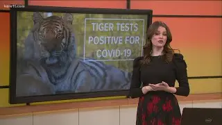 Minnesota tiger tests positive for COVID-19