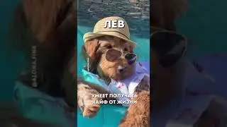 знаки зодиака в отпуске поделись с друзьями 