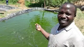 Integrating fish and black soldier fly larvae production (Kenya)