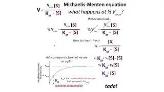 Enzyme kinetics fundamentals & terms: Km, kcat, specificity constant/catalytic efficiency, activity