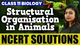 Structural Organisation in Animals | Class 11 Biology | NCERT Solutions