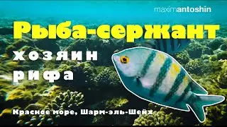 Рыба-сержант (абудефдуф) -  хозяин рифа