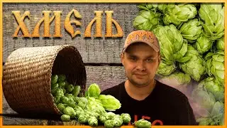 Какой ХМЕЛЬ лучше для домашнего пива?